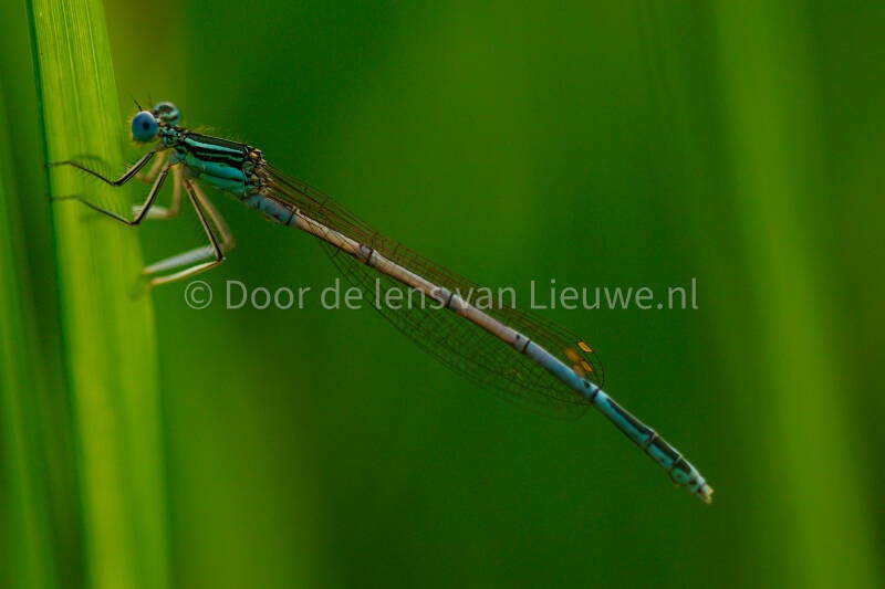 *blauwe breedscheenjuffer 