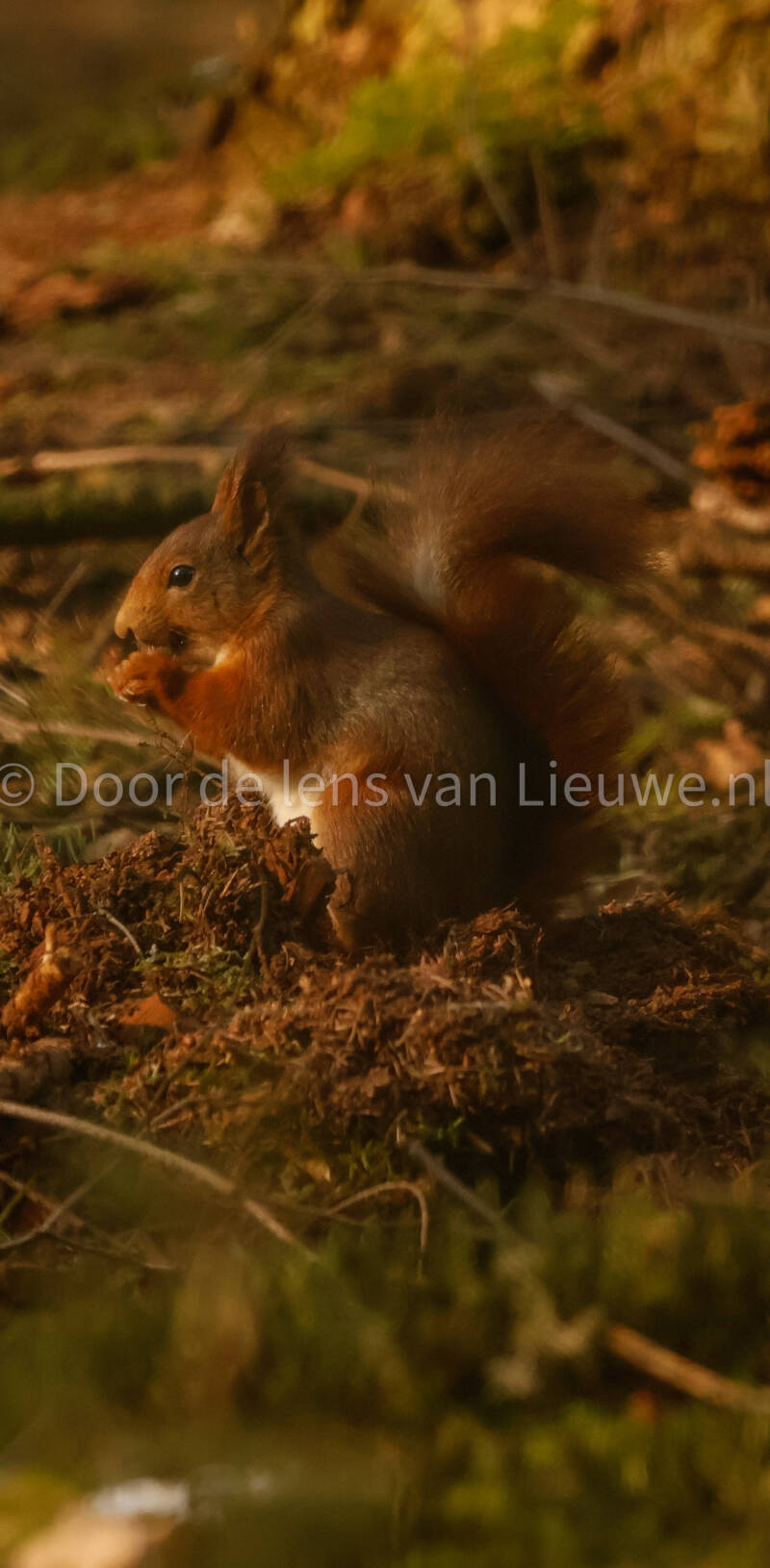 *rode eekhoorn