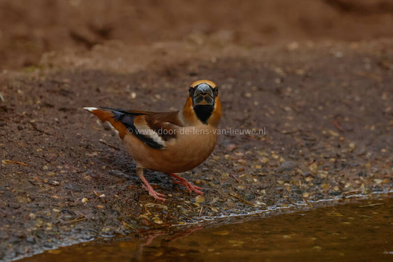 **Appelvink kijkt mijn lens in.