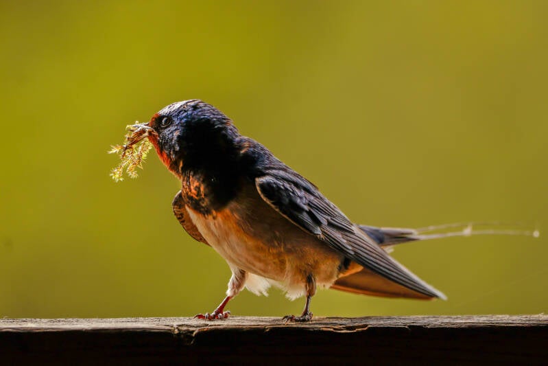 Boerenzwaluw met nestmateriaal.