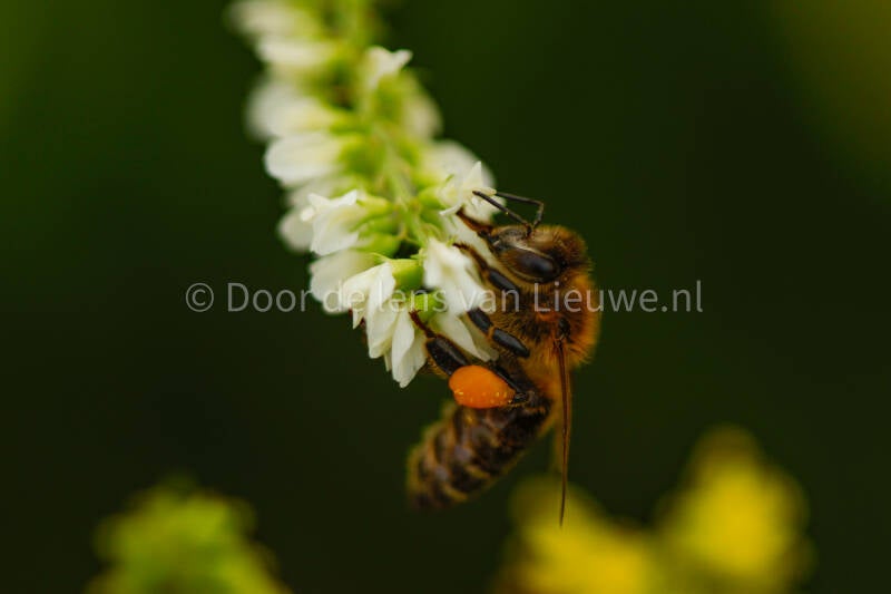 honingbij met stuifmeel