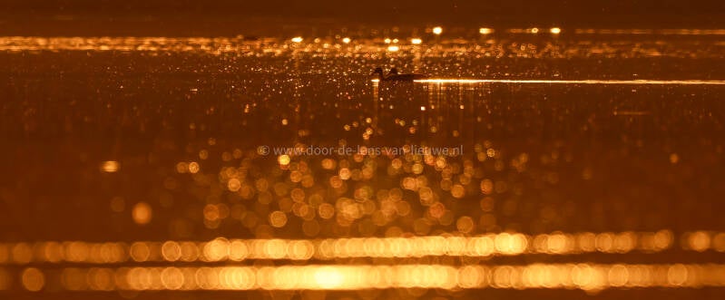 Wilde eenden koppel in tegenlicht.