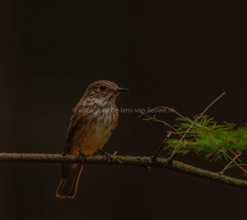 ** grauwe vliegenvanger.
