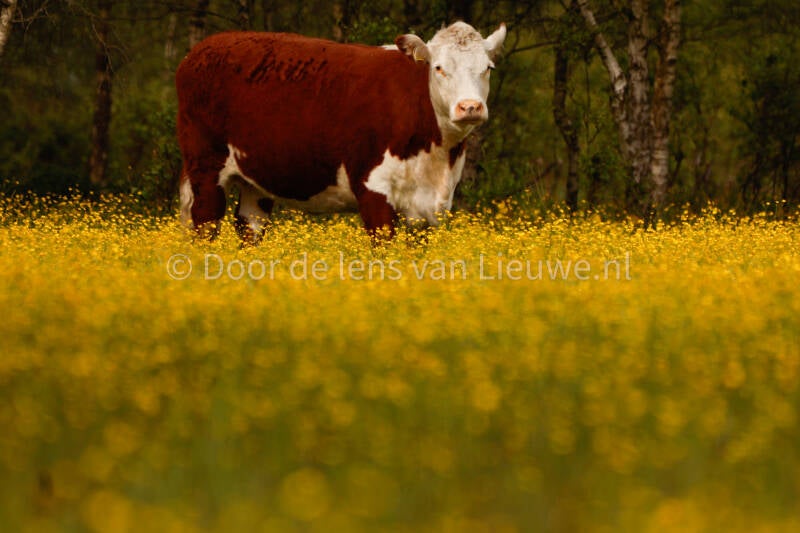 Engelse koe in boterbloemen veld