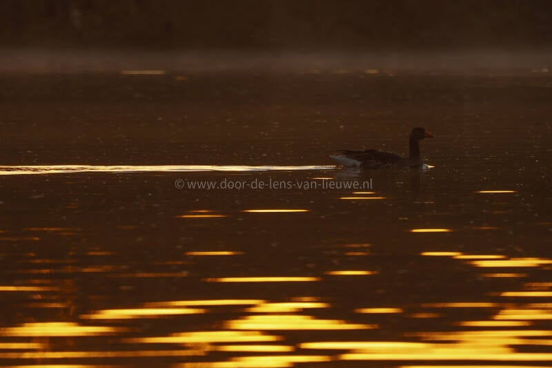 Grauwe gans zonsopkomst.