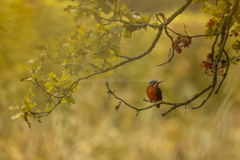 **IJsvogel in herfstkleuren.