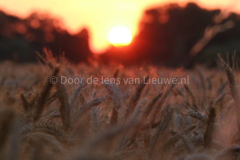 zonsondergang tarweveld