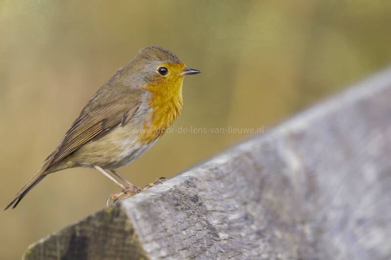 Roodborst is imposant.