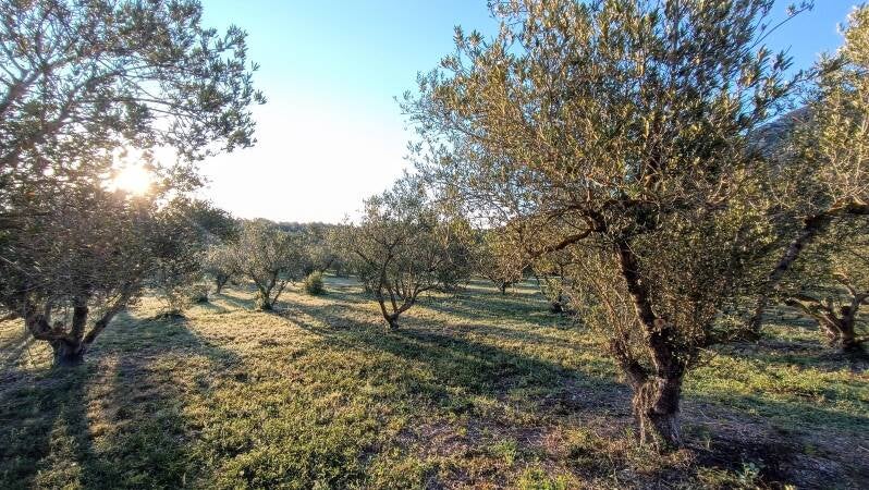 Olivar Viu Pratdip Agricultura Sintropica