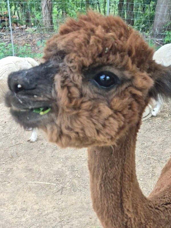 🦙 Zeit bei den Alpakas & Frühstück für 2 Personen