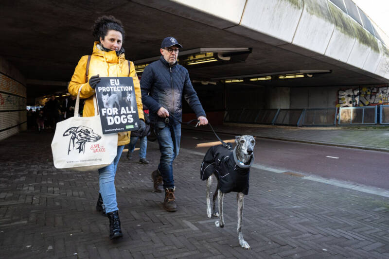 Viva la Vida Foundation Galgo's en Podenco's