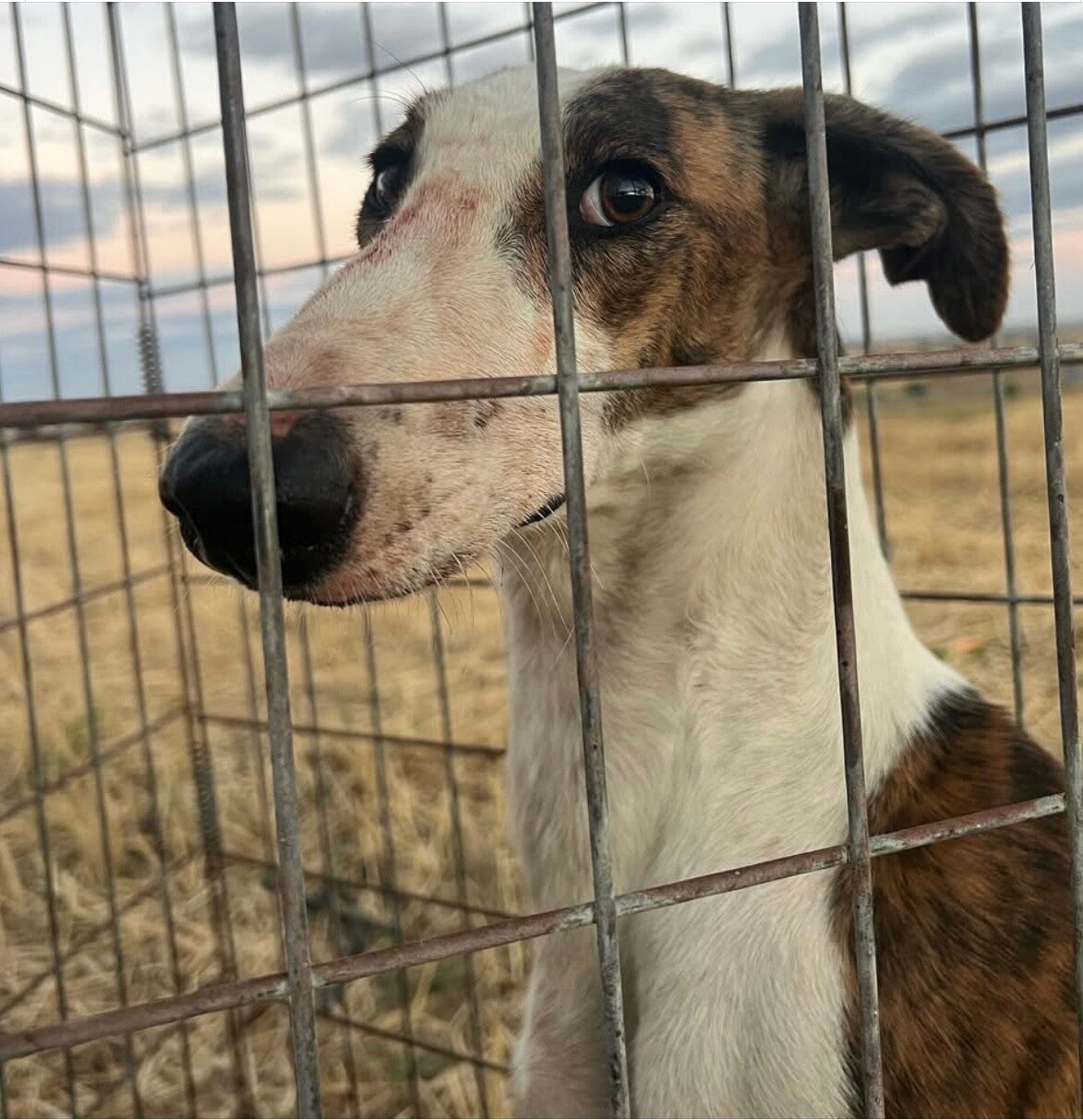 Amores Peludos Viva la Vida Foundation 