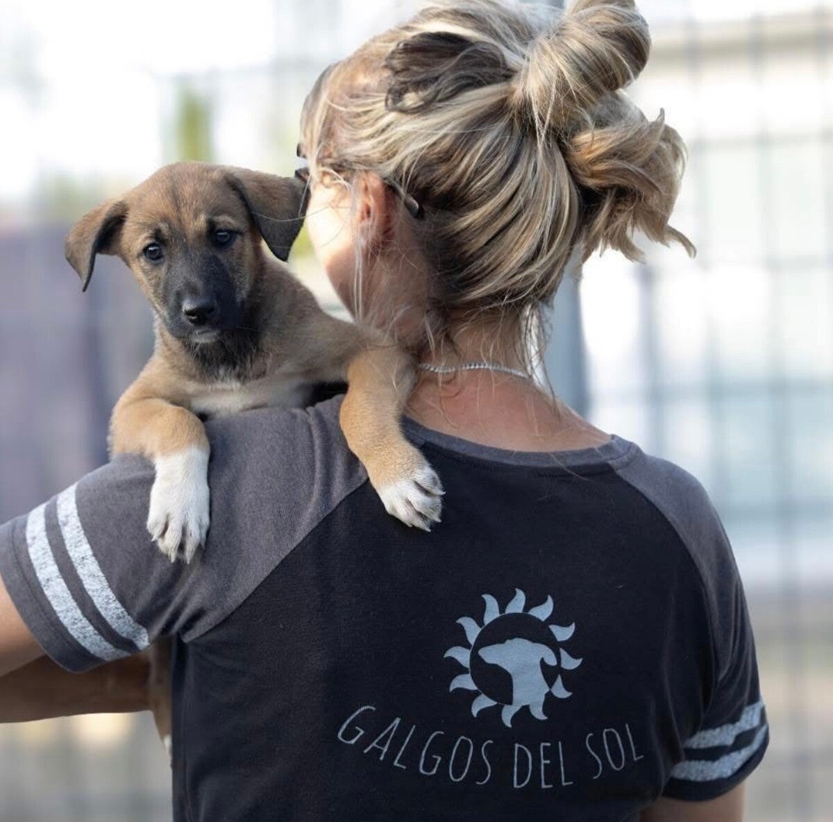 Galgos del sol Viva la Vida Foundation 