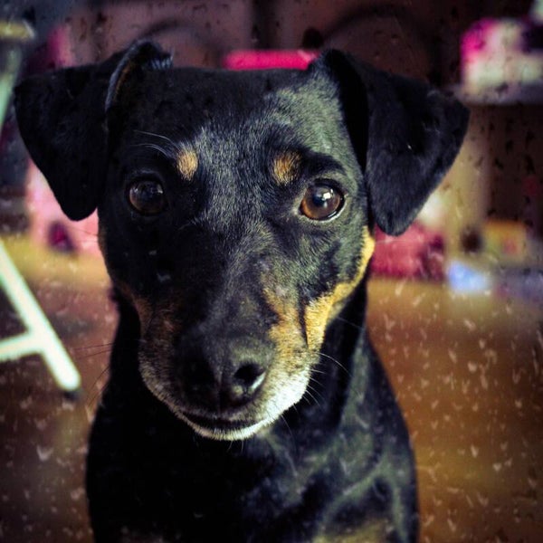 huisdieren foto shoot