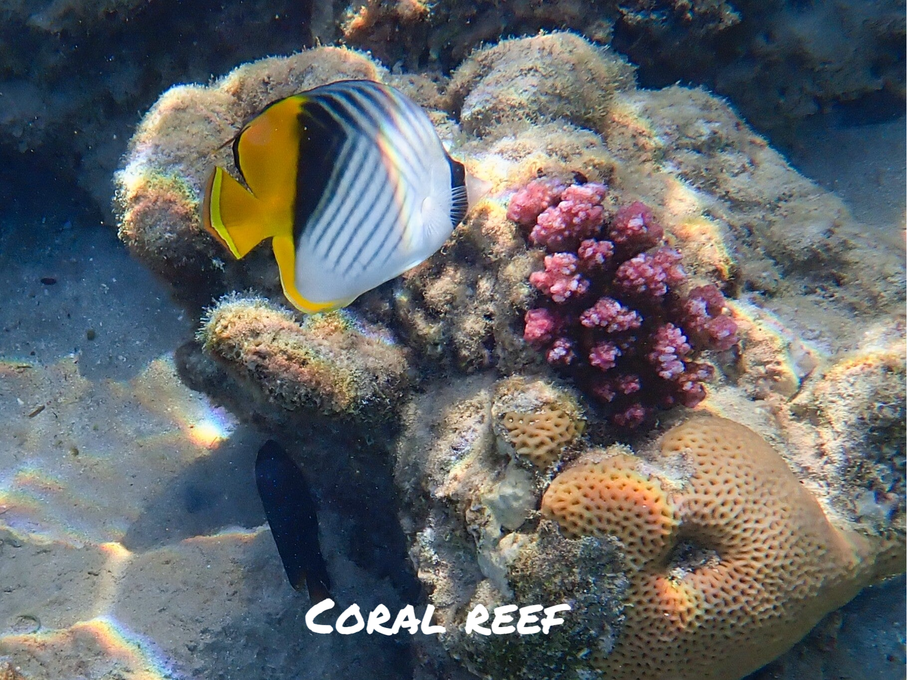 Coral reef