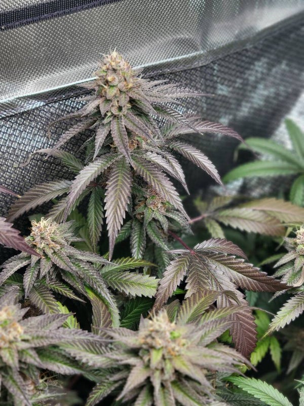 Showstopperz Feminized 6pack