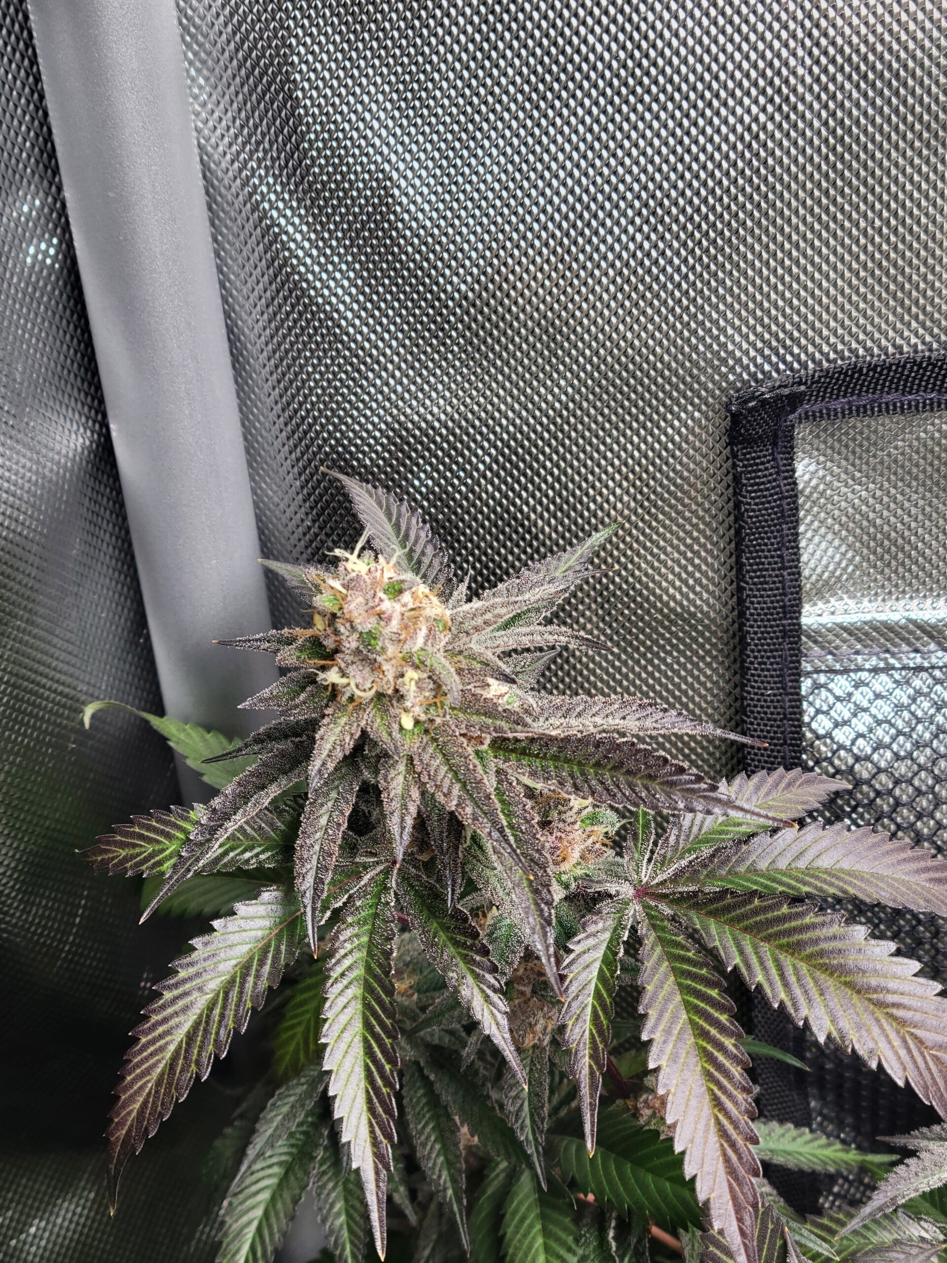 Jealous Pudding Feminized 6pack