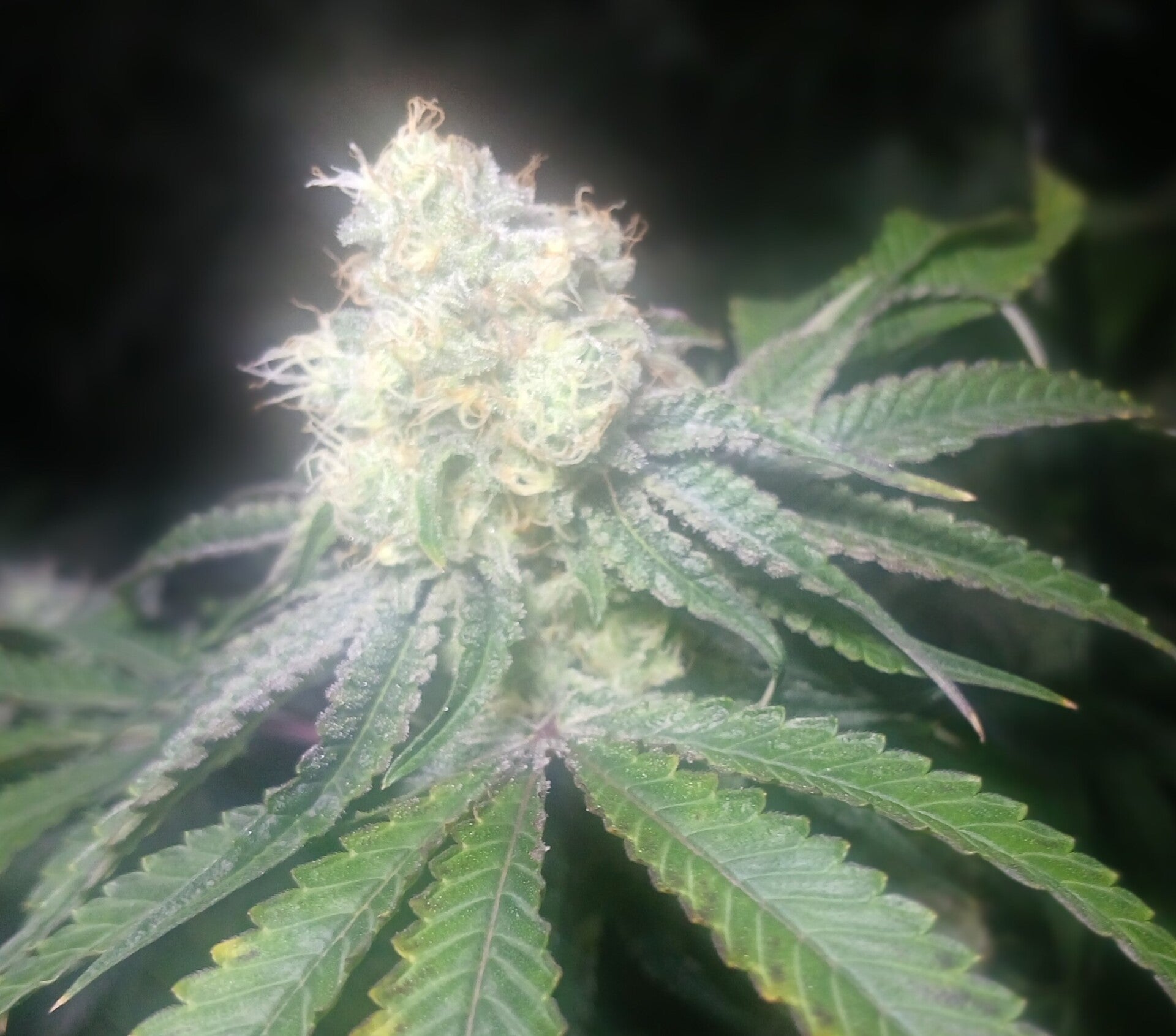 Wedding's Punch Feminized 6pack