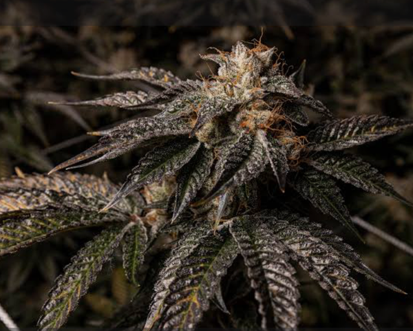 Route 66 Banana Bash  (REG)