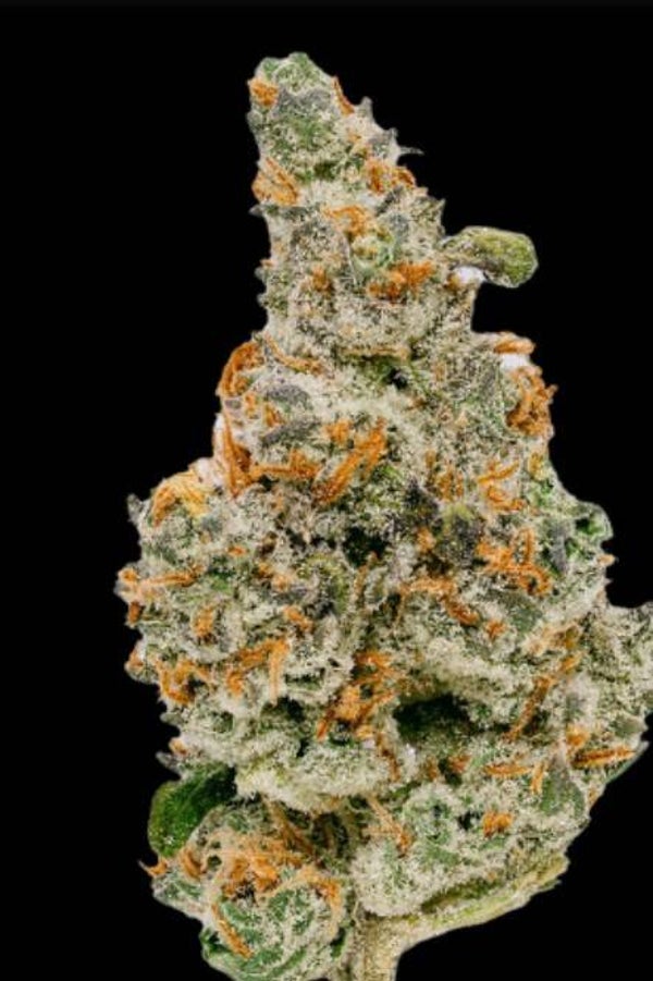 Moroccan peach (purple City genetic Kut)