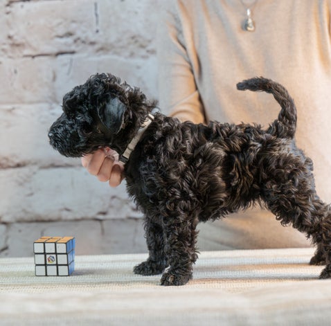 Kerry Blue Terrier Welpe, Kerry Rüde, Kerry Blue, Kerry Zucht
