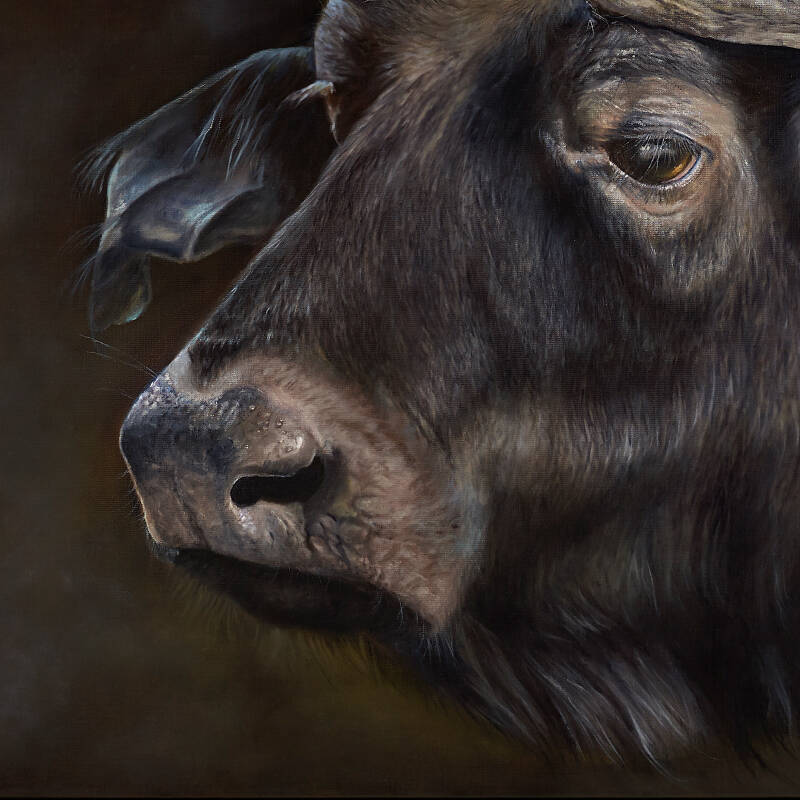 Afrikaanse buffel | realistisch olieverf schilderij van kunstenares Gerrie Mathijssen