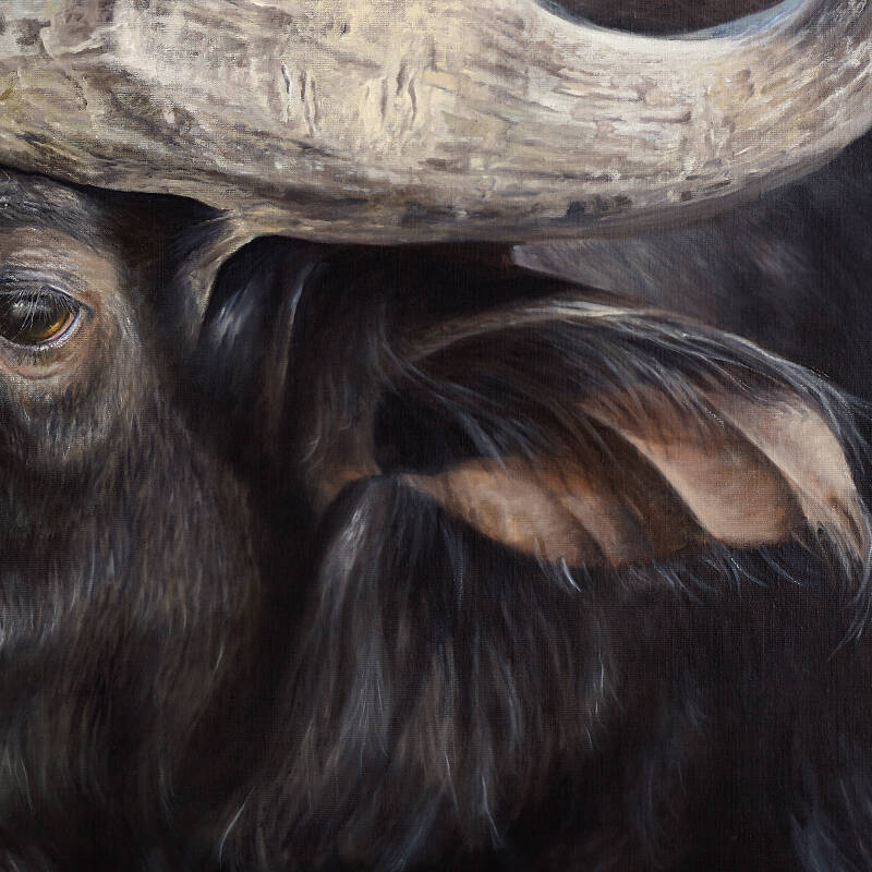 Afrikaanse buffel | realistisch olieverf schilderij van kunstenares Gerrie Mathijssen