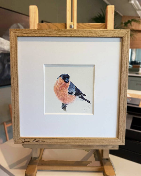 Goudvink | Potlood tekening