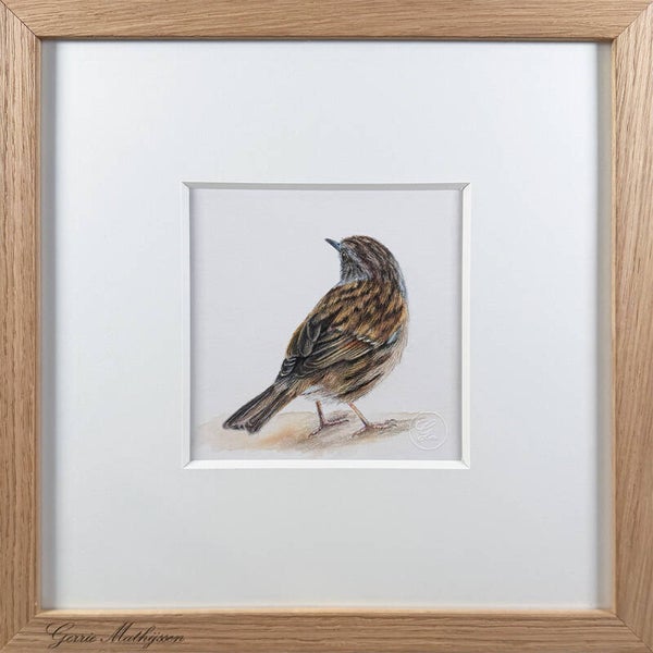 Heggenmus | Potlood tekening