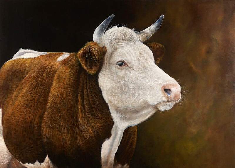 Margje Een rood bonte koe in olieverf door Gerrie Mathijssen