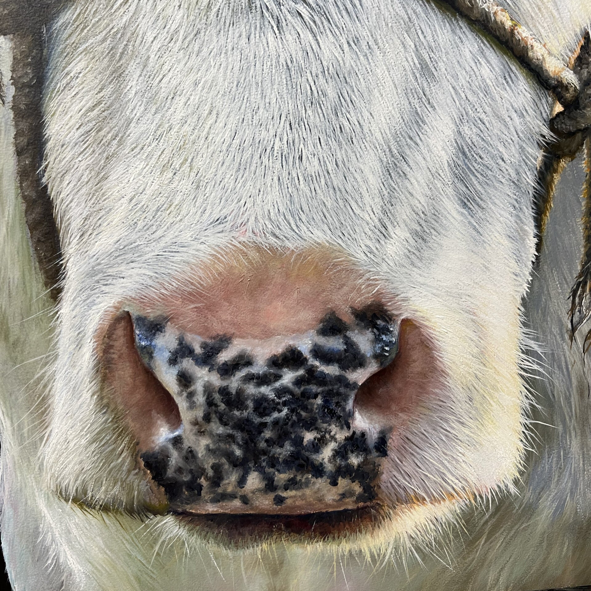 Olieverf schilderij witte koe, Snowy - handgeschilderd op linnen 50x40cm