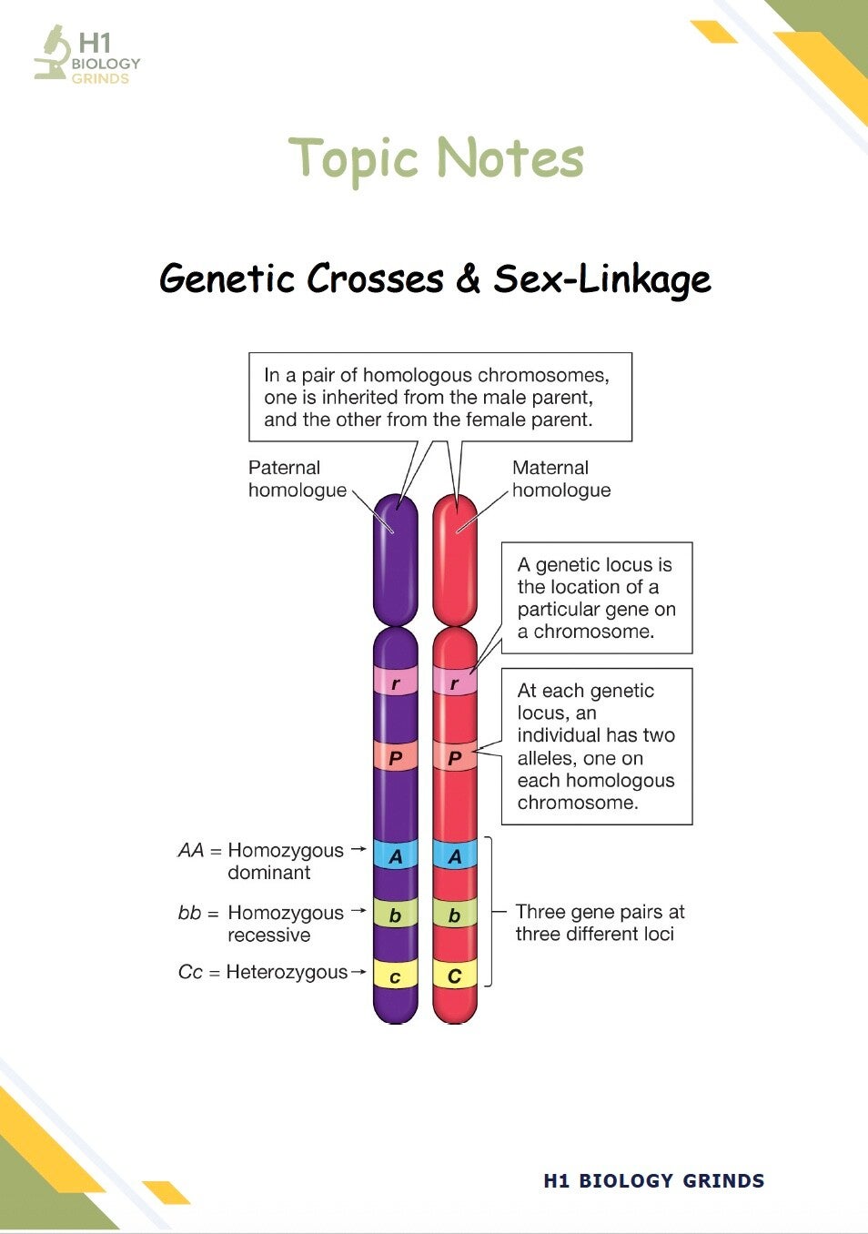 Genetics 2 Grind (Recording & Notes)