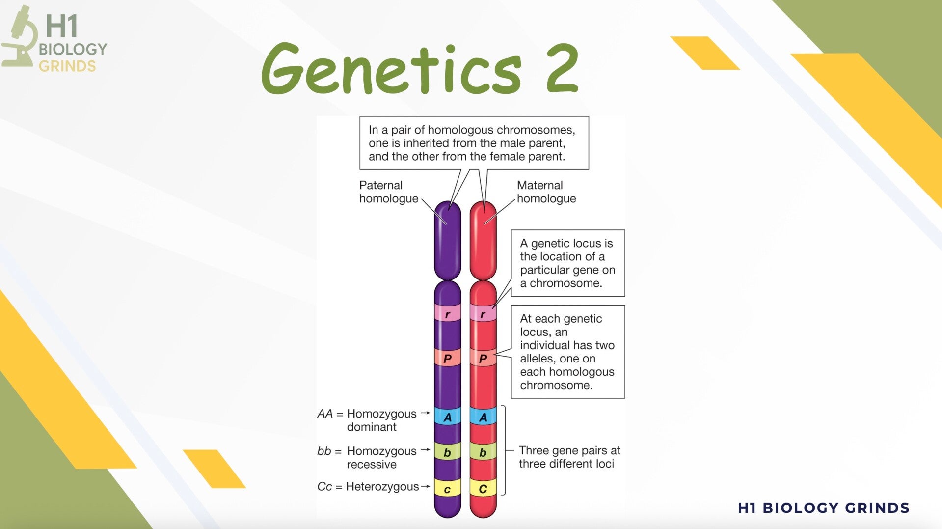Genetics 2 Revision PPT