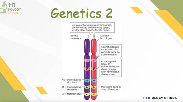 Genetics 2 Revision PPT