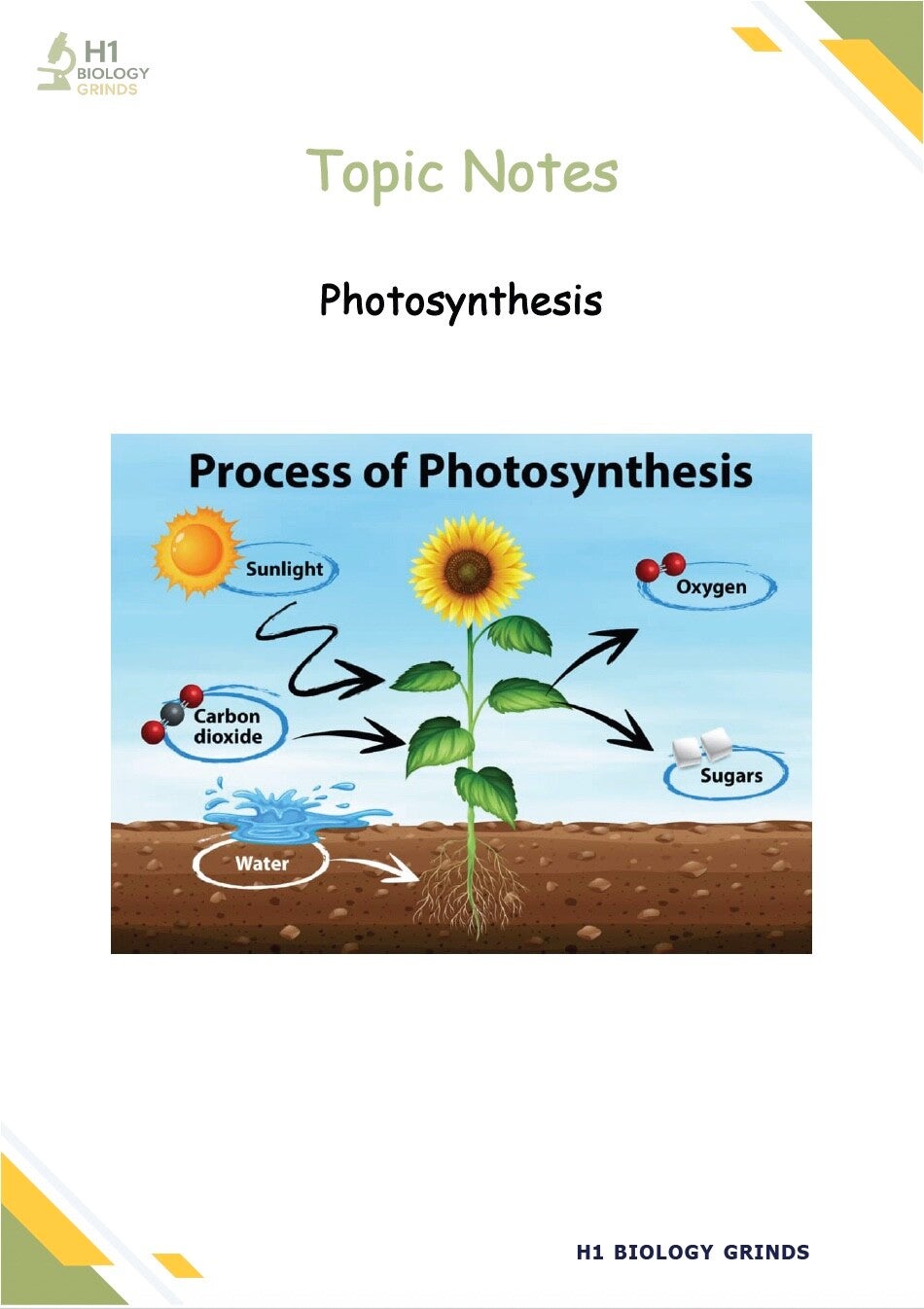 Photosynthesis Notes