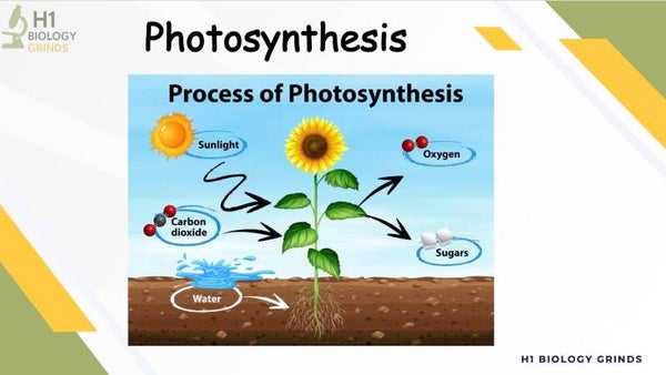 Photosynthesis Revision PPT