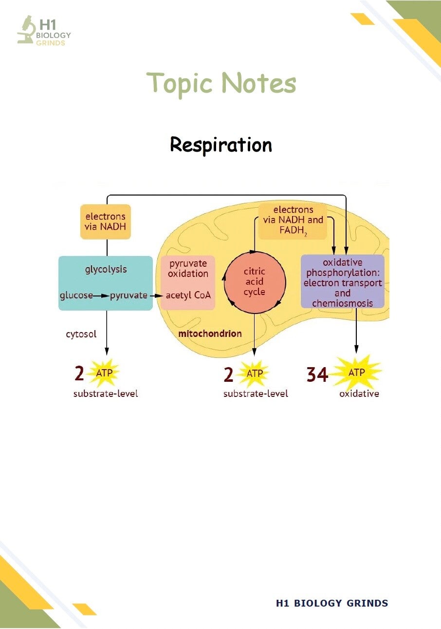Respiration Notes