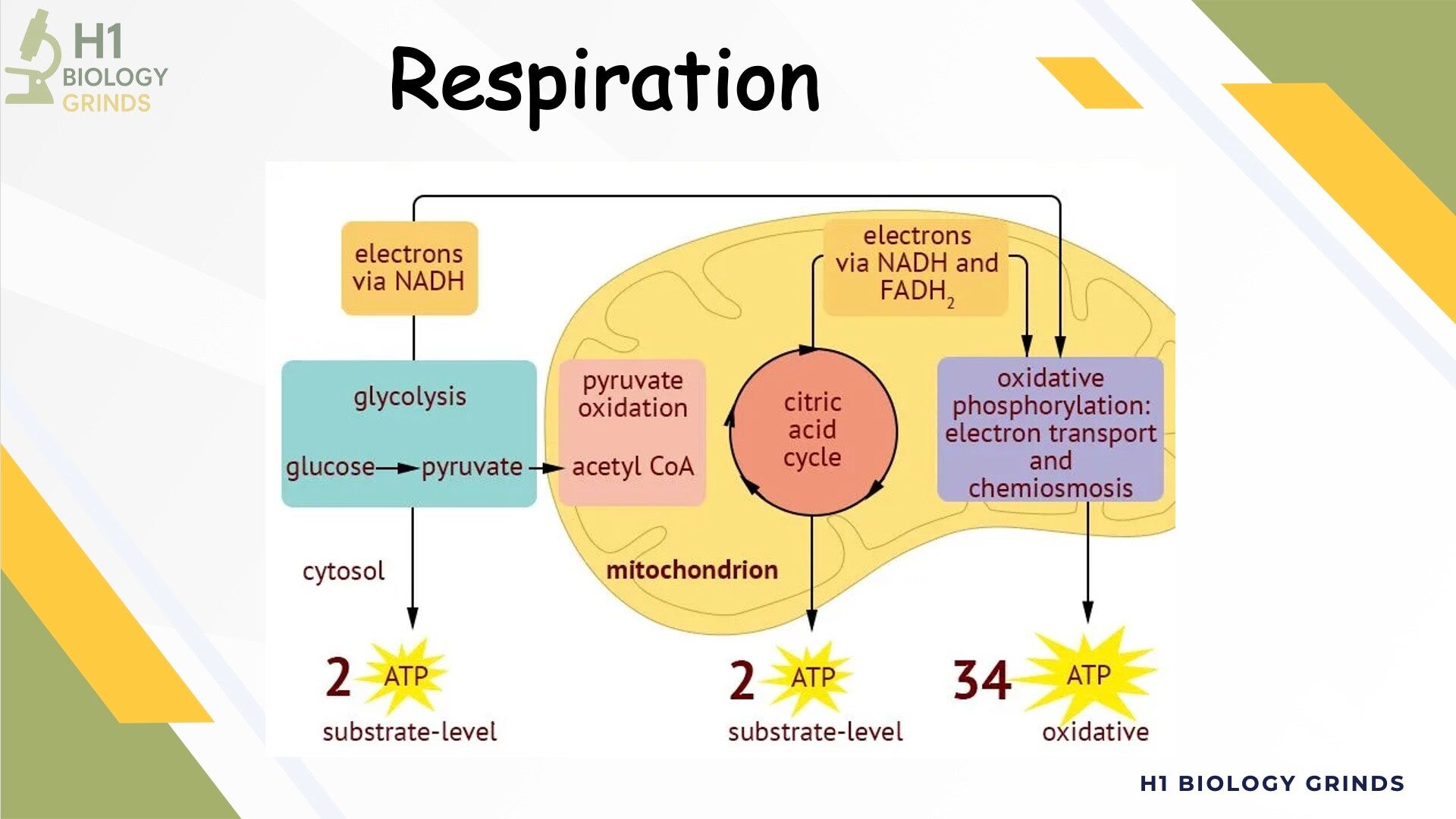 Respiration Revision PPT