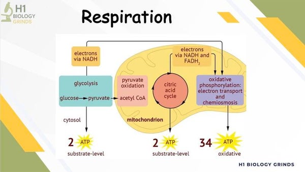 Respiration Revision PPT