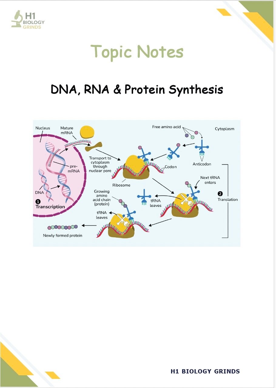DNA & Protein Synthesis Grind (Zoom Recording & Notes)