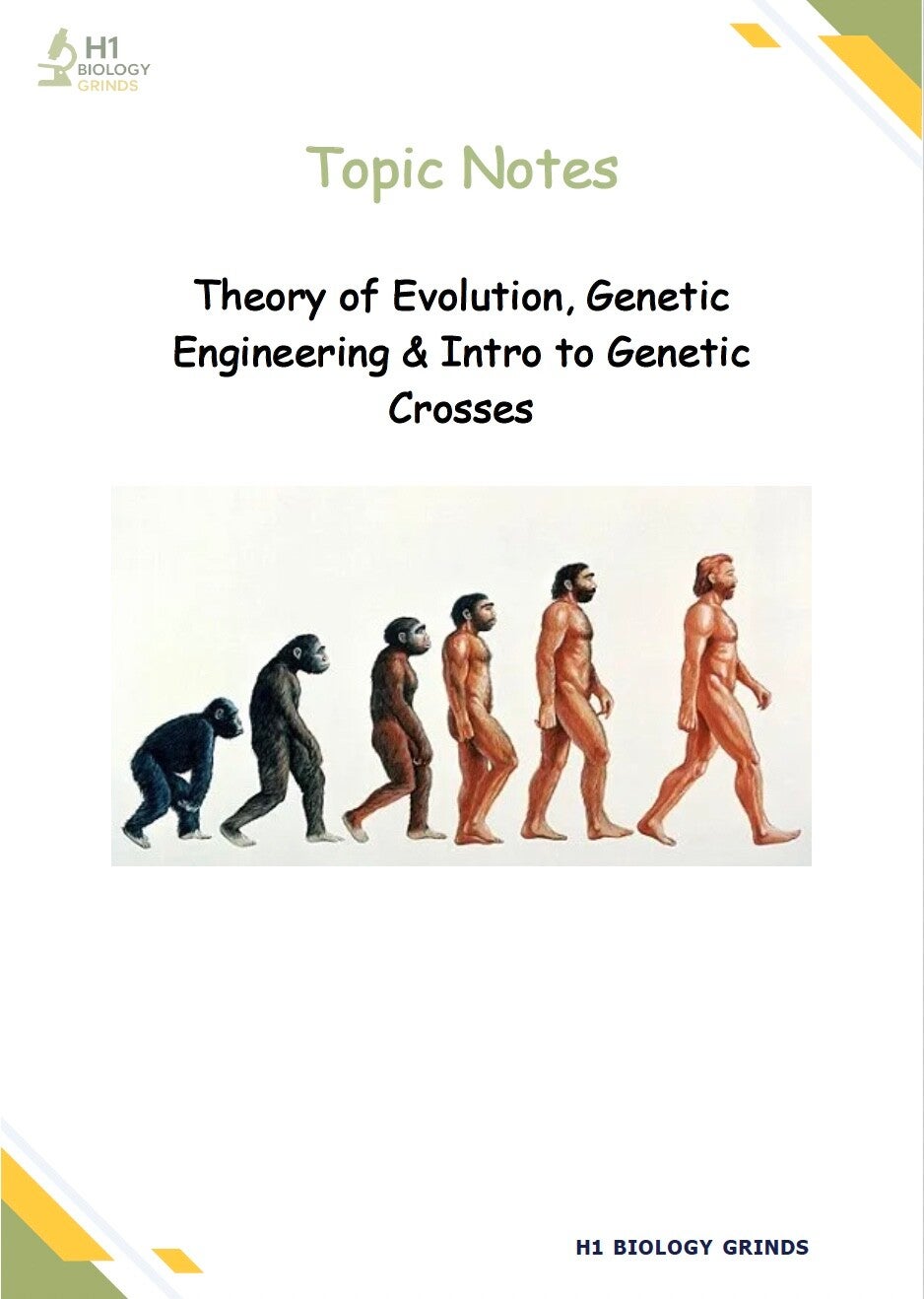 Genetics 1 Notes