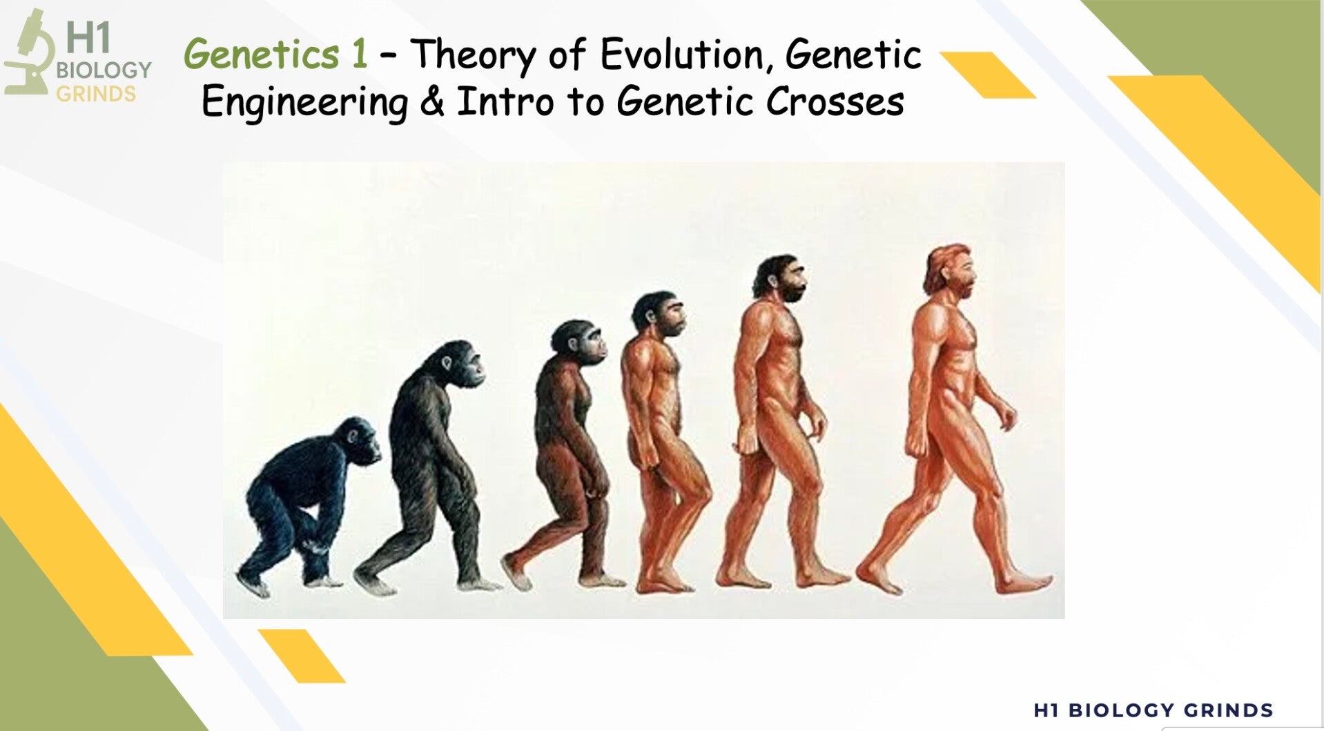 Genetics 1 Revision PPT