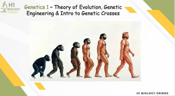 Genetics 1 Revision PPT