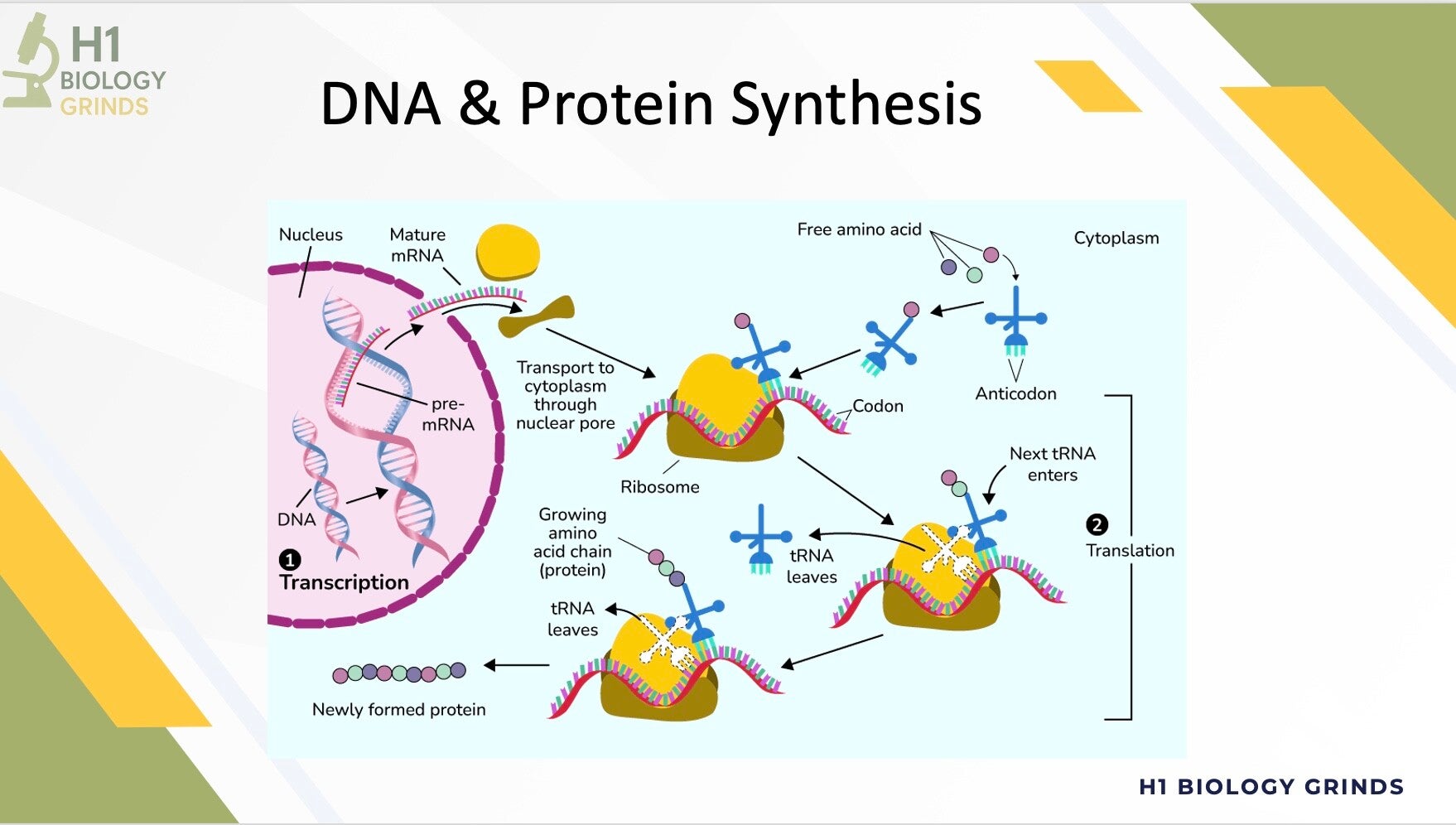 DNA & Protein Synthesis Revision PPT