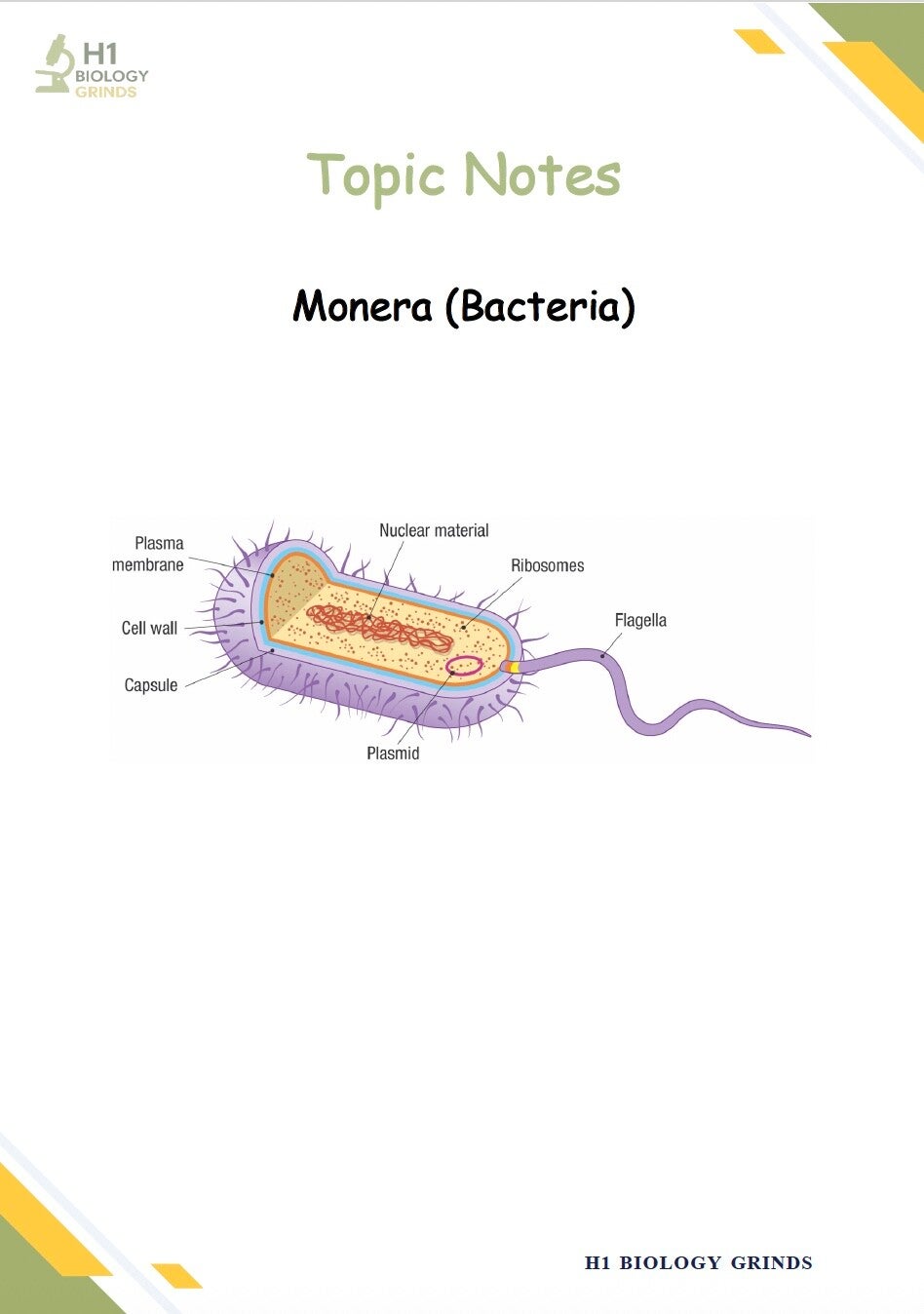 Bacteria Grind (Recording & Notes)