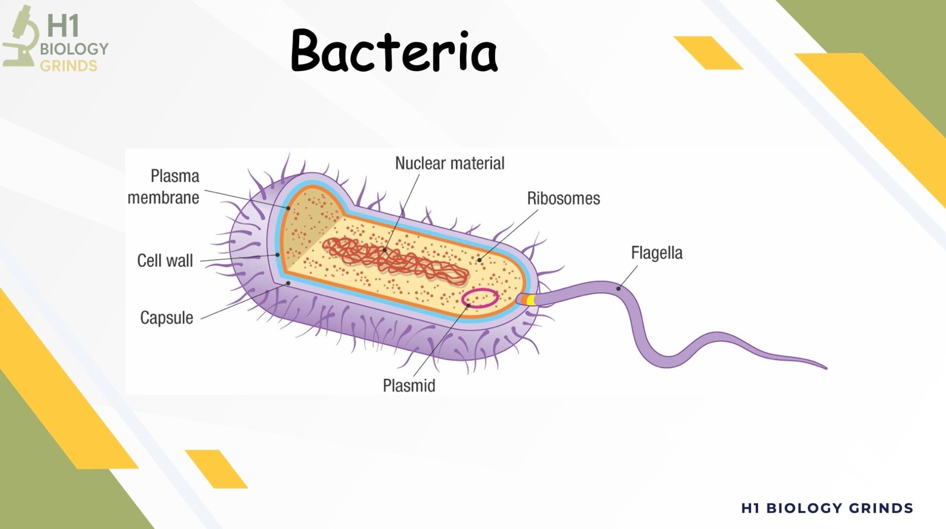 Bacteria Revision PPT