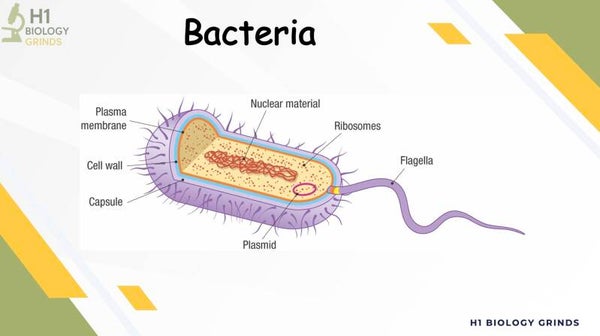 Bacteria Revision PPT