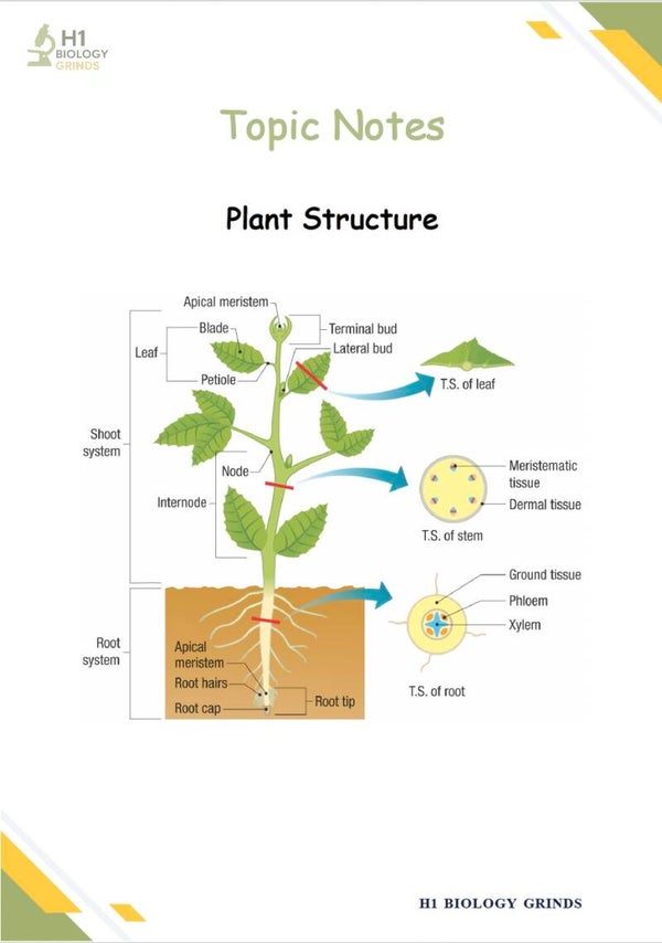 Plant Structure Notes