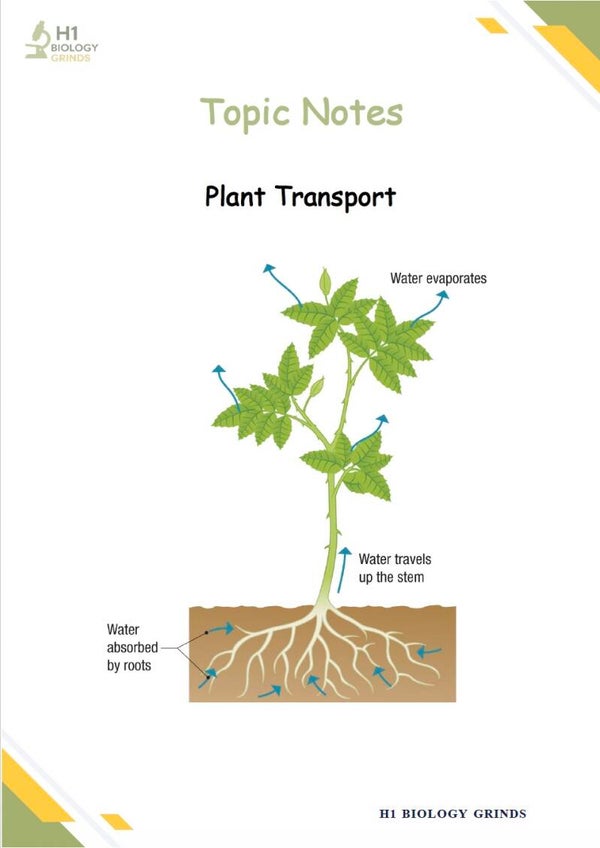 Plant Transport Notes