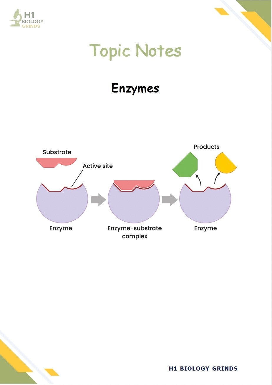 Enzymes Grind (Zoom Recording & Notes)
